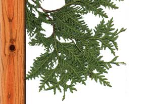 Motto's Cedar Products - Indoor and outdoor furniture, tables, chairs, beds, end tables, dressers, swings, etc.